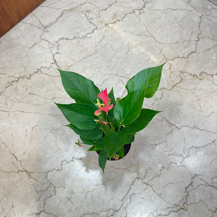 Anthuriumm Mini  Pink Plant In  12 cm pot