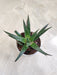 Decorative Aloe Zambezi in 7 cm Pot
