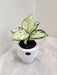 Sleek ceramic pot with Aglaonema Super White for desk decor