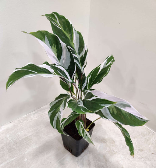 calathea-white-fusion-variegated-leaves