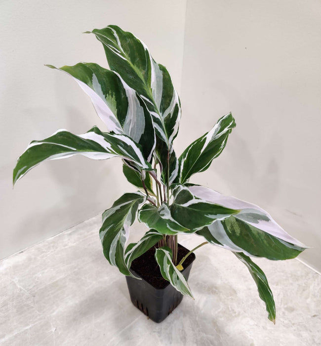 calathea-white-fusion-variegated-leaves