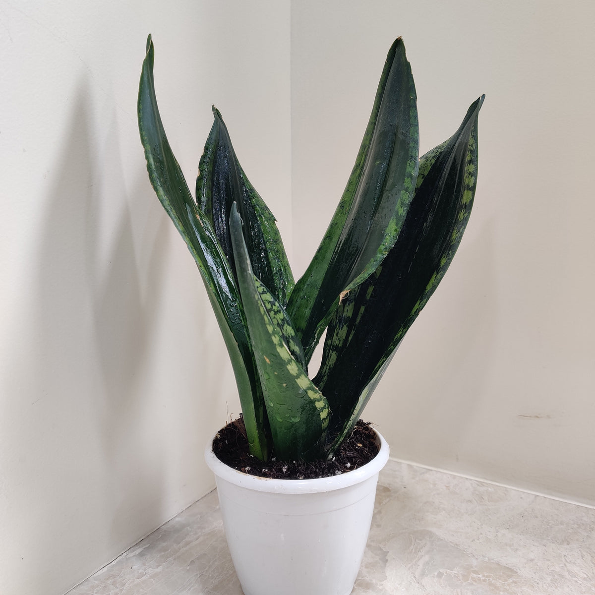 sansevieria whitney silver flame Snake Plant 'Whitney'