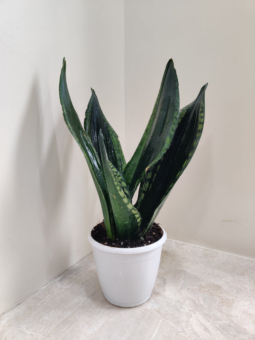 sansevieria trifasciata silver flame Snake Plant 'Whitney'