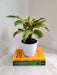 Calathea Fusion Yellow Potted Plant for Home