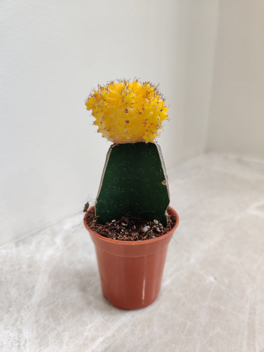 Indoor Yellow Moon Cactus Plant for Home