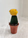 Indoor Yellow Moon Cactus Plant for Home