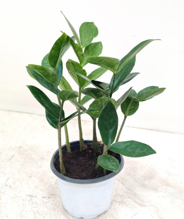 Zamioculcas Zamiifolia Small Plant