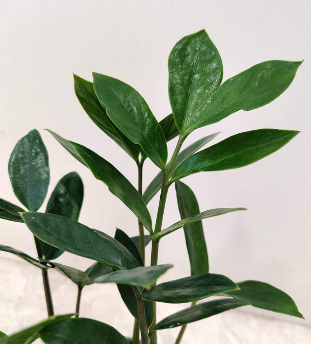 Zamioculcas Zamiifolia Small Plant