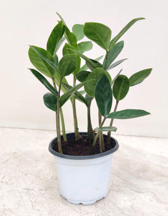 Zamioculcas Zamiifolia Small Plant