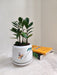 ZZ Plant perfect for office desks