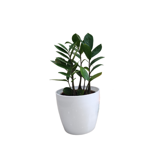 ZZ Plant in white plastic pot for office