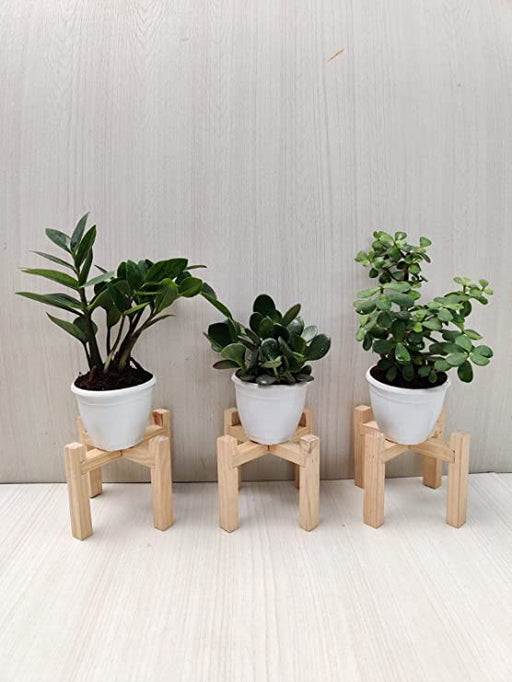 ZZ Plant, Crassula, Jade Plant Combo Pack - Air Purifying Indoor Plants