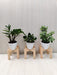 ZZ Plant, Crassula, Jade Plant Combo Pack - Air Purifying Indoor Plants