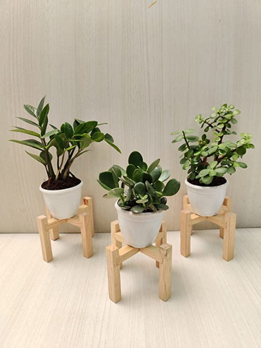 jade plant and zz plant Air Purifying Indoor Plant Combo - ZZ Plant, Crassula, Jade Plant