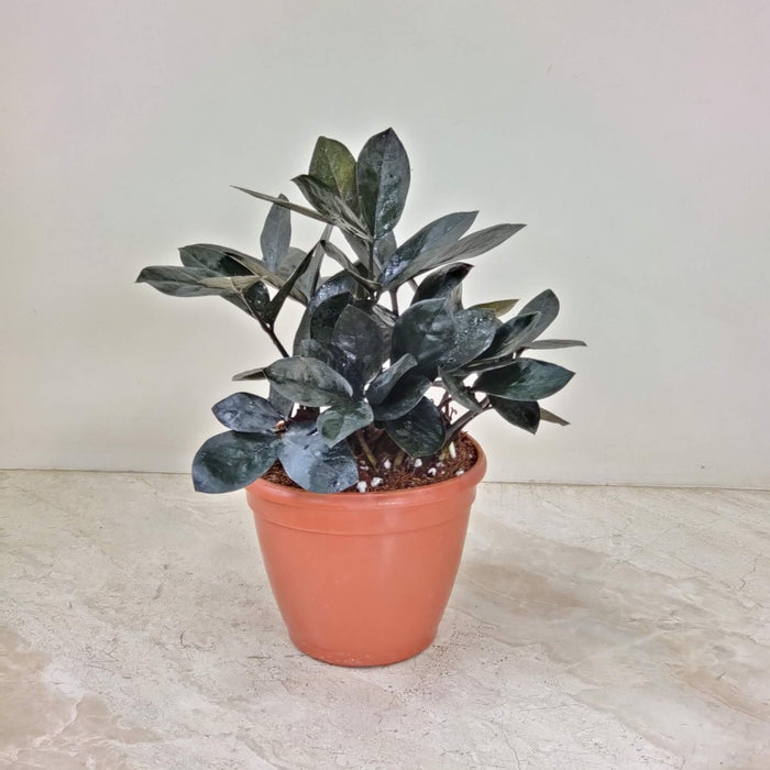 Zamia Raven Black Plant In 12 cm pot