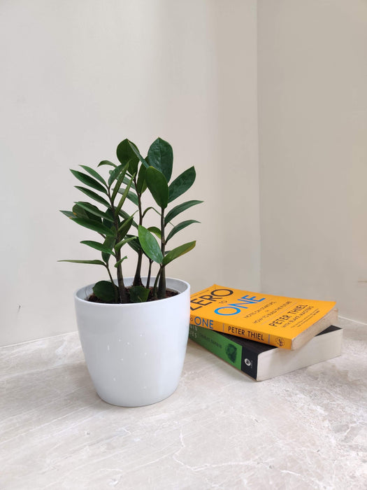 Buy Beginner Friendly Indoor Plants Combo – Easy Care Plants Set | Spider Plant, Pothos, Aglaonema, Snake Plant & ZZ Plant