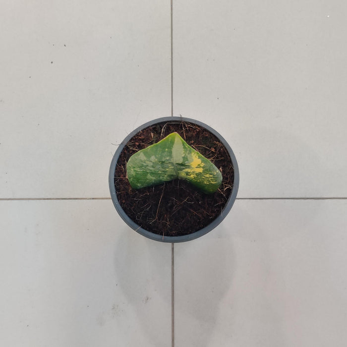 Zamioculacus Varigated Plant In  8.5 Cm Pot