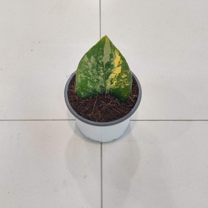 Zamioculacus Varigated Plant In  8.5 Cm Pot