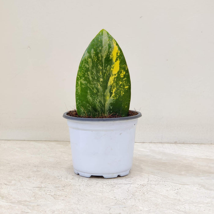Zamioculacus Varigated Plant In  8.5 Cm Pot