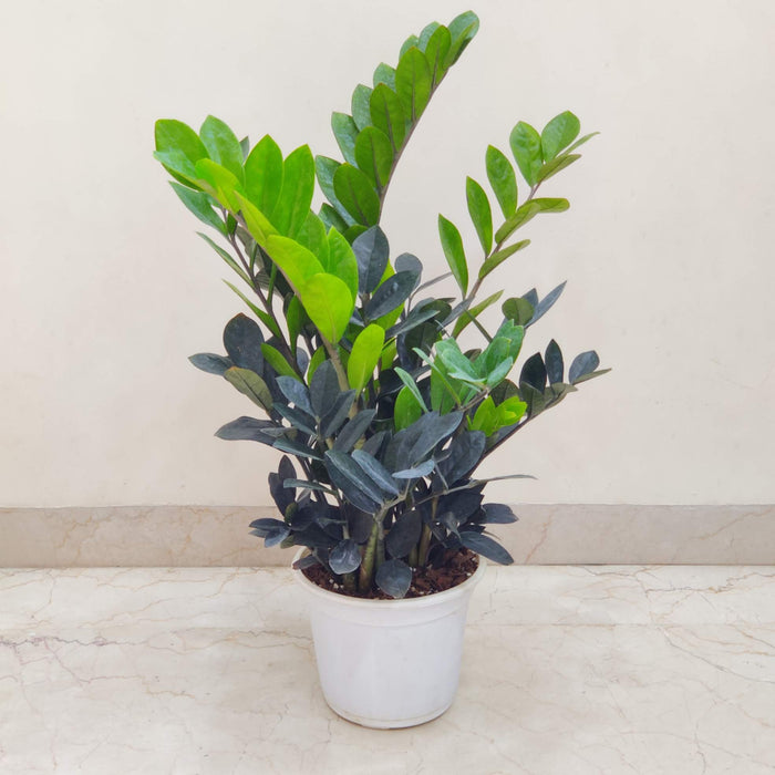 Zamioculcas zamiifolia 'Raven' (Black ZZ Plant) 18 cm pot