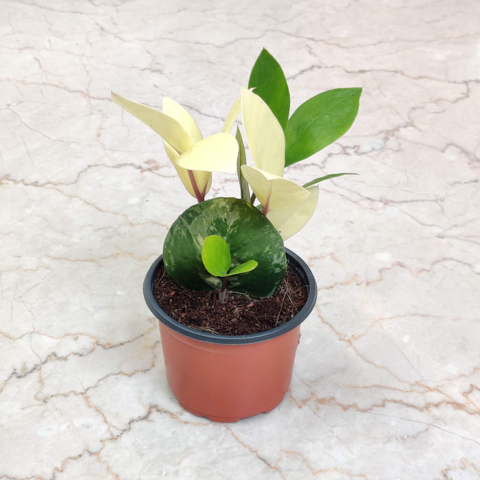 Zamioculcas Zamiifolia Variegated 8.5 Cm Pot