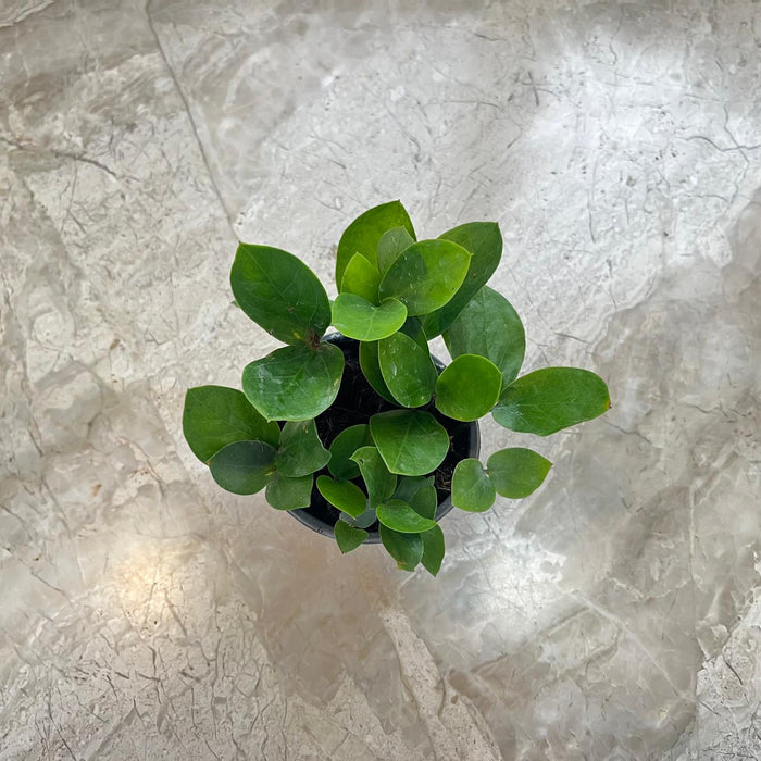 Zamioculcas zamiifolia Midori 7 cm pot
