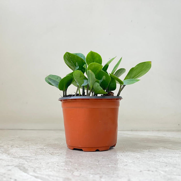 Zamioculcas zamiifolia Midori 7 cm pot