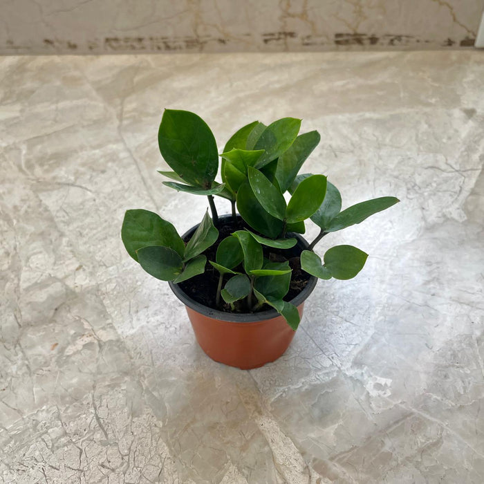 Zamioculcas zamiifolia Midori 7 cm pot