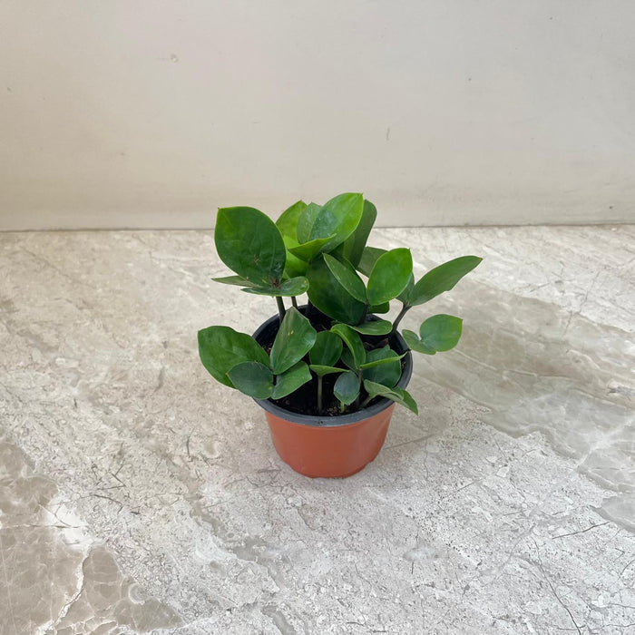 Zamioculcas zamiifolia Midori 7 cm pot