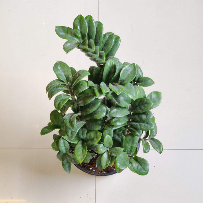 Zamioculcas zamiifolia 'Zenzi' (Dwarf ZZ Plant) 17cm pot