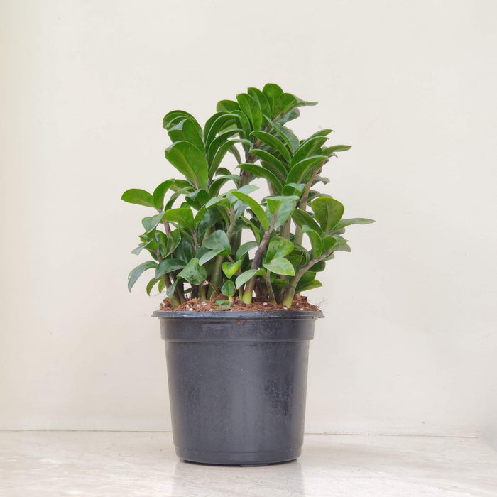 Zamioculcas zamiifolia 'Zenzi' (Dwarf ZZ Plant) 17cm pot