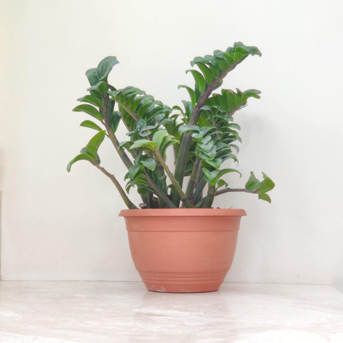 Zamioculcas zamiifolia 'Zenzi' (Dwarf ZZ Plant) 23 cm pot