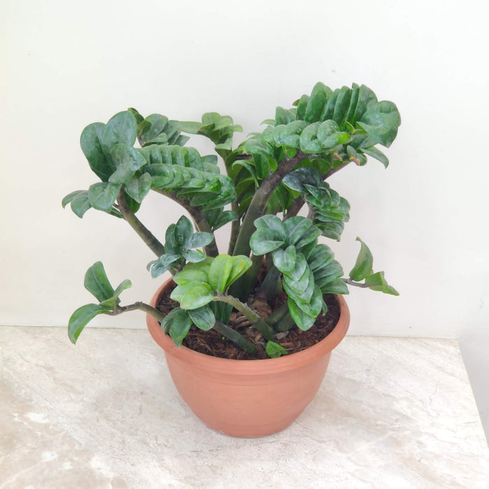 Zamioculcas zamiifolia 'Zenzi' (Dwarf ZZ Plant) 23 cm pot