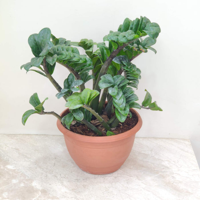 Zamioculcas zamiifolia 'Zenzi' (Dwarf ZZ Plant) 23 cm pot