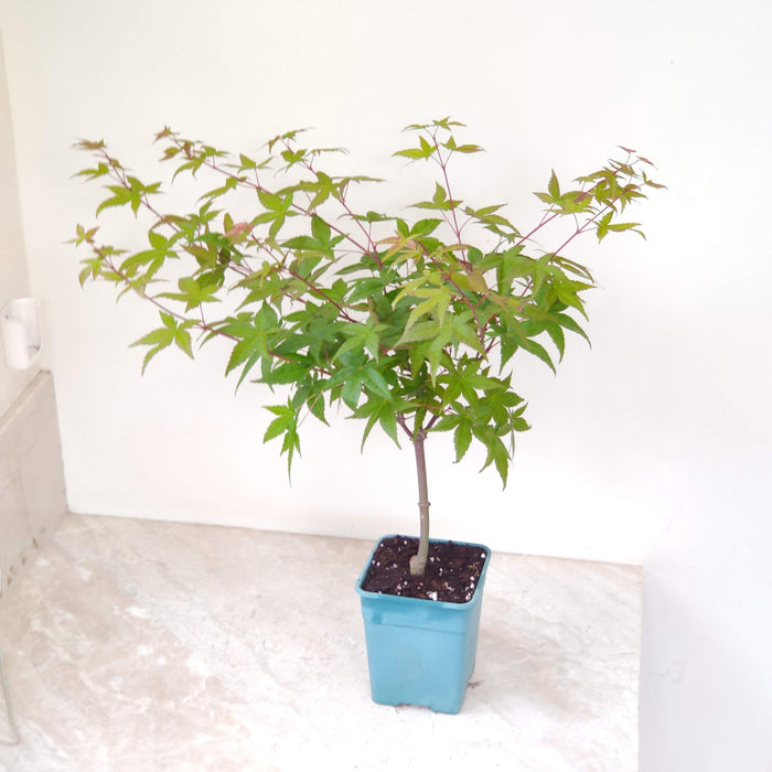 Japanese Maple Acer Palmatum bonsai tree in nursery pot

