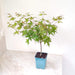 Japanese Maple Acer Palmatum bonsai tree in nursery pot

