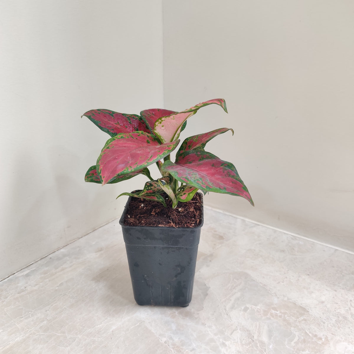 aglaonema black Buy Aglaonema Black New Plant Online – ChhajedGarden.com