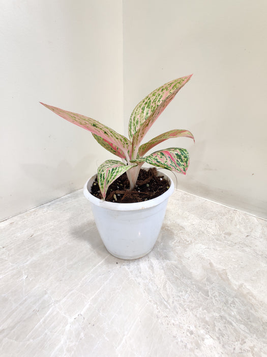 aglaonema golden powder Buy Aglaonema Golden Powder – ChhajedGarden.com