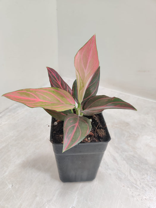 aglaonema red vein Buy Aglaonema Red Vein Plant – ChhajedGarden.com
