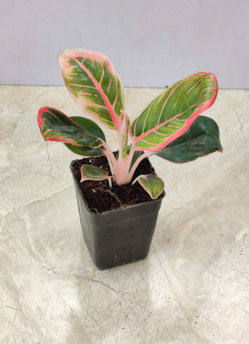 Variegated Aglaonema Lotus Delight pink and green leaves