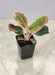 Variegated Aglaonema Lotus Delight pink and green leaves