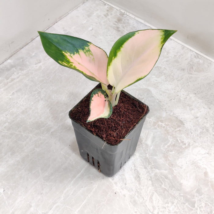 cochin aglaonema Aglaonema Thai Peach: Buy Plant Online In India
