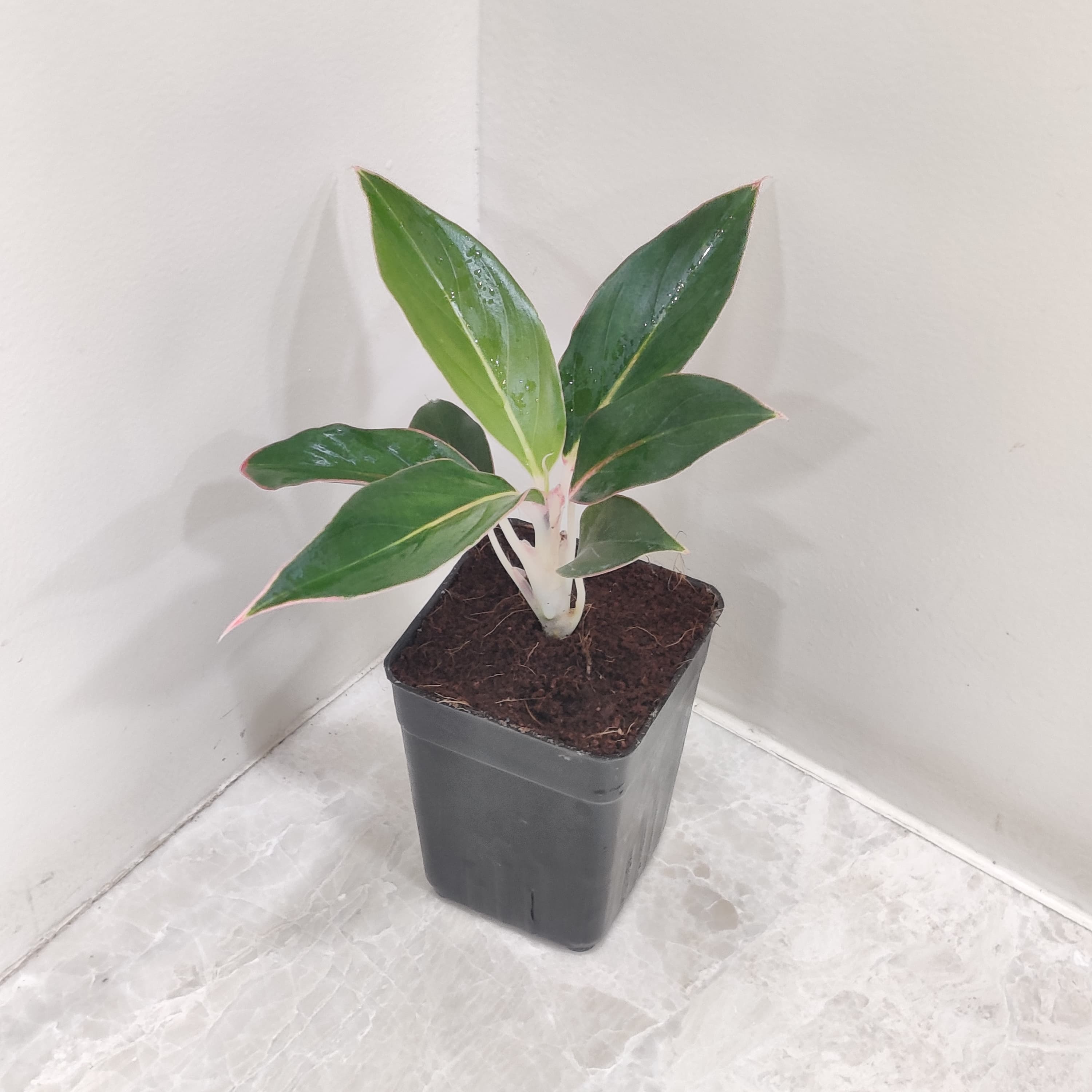 aglaonema saphire Aglaonema Sapphire Suzanne Plant