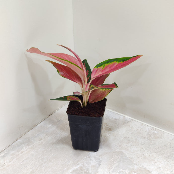 aglaonema thai star Aglaonema Thailand Red Plant 7 cm Indoor Plant – Low Maintenance Home Decor – ChhajedGarden.com