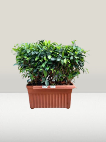 Bonsai Ficus in rectangular terracotta pot