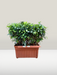 Bonsai Ficus in rectangular terracotta pot