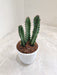 Sleek Pilosocereus Cactus in Pot