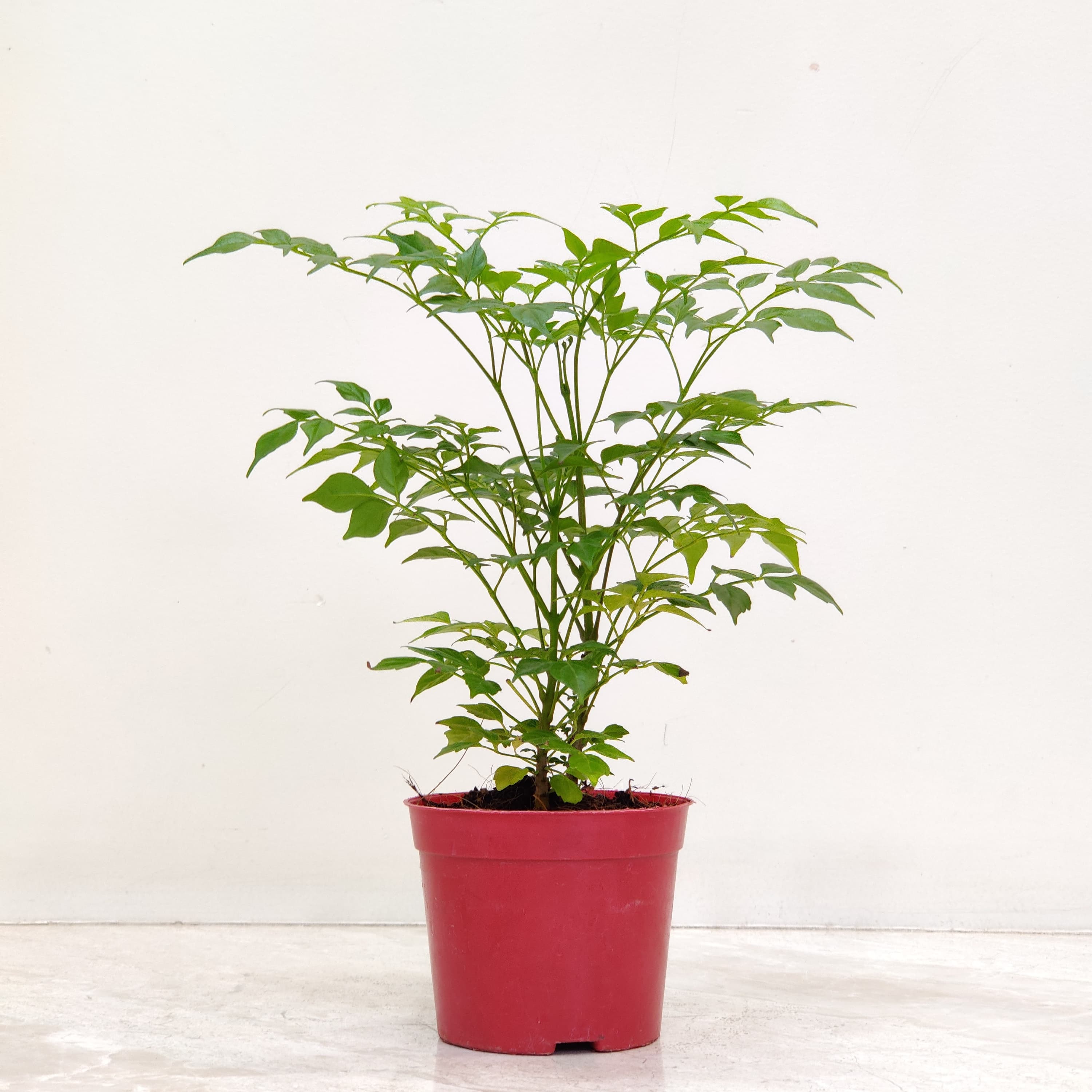 china doll plant air purifier Radermachera, China Doll