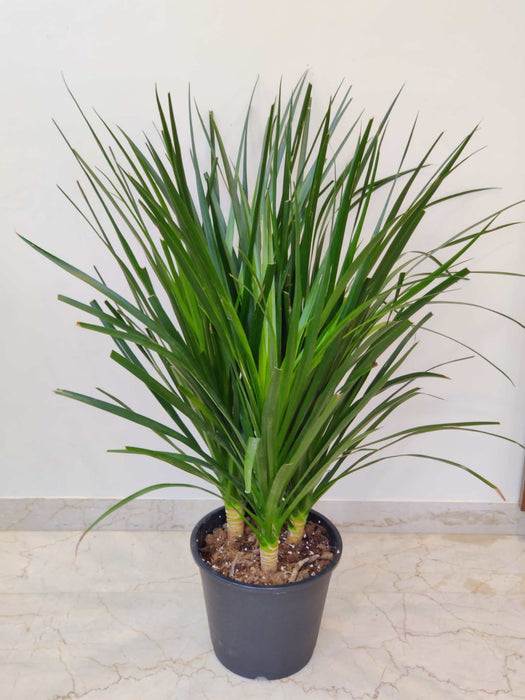 compact-dracaena-plant-in-black-pot