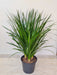 compact-dracaena-plant-in-black-pot